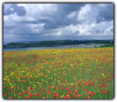 Click to enlarge.. Crantock Beach from Polly Joke field